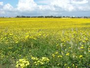 i Fiori di Bach