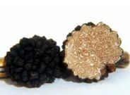  Tartufi