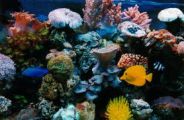 Acquariofilia Acquariofilia