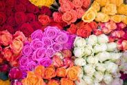 fiori online