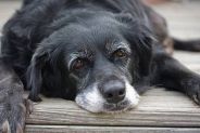 alimentazione per il cane anziano
