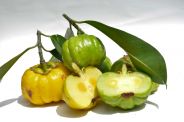 garcinia cambogia