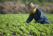 Sicurezza sul lavoro nel settore agricolo
