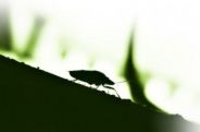 disinfestazione scarafaggi 